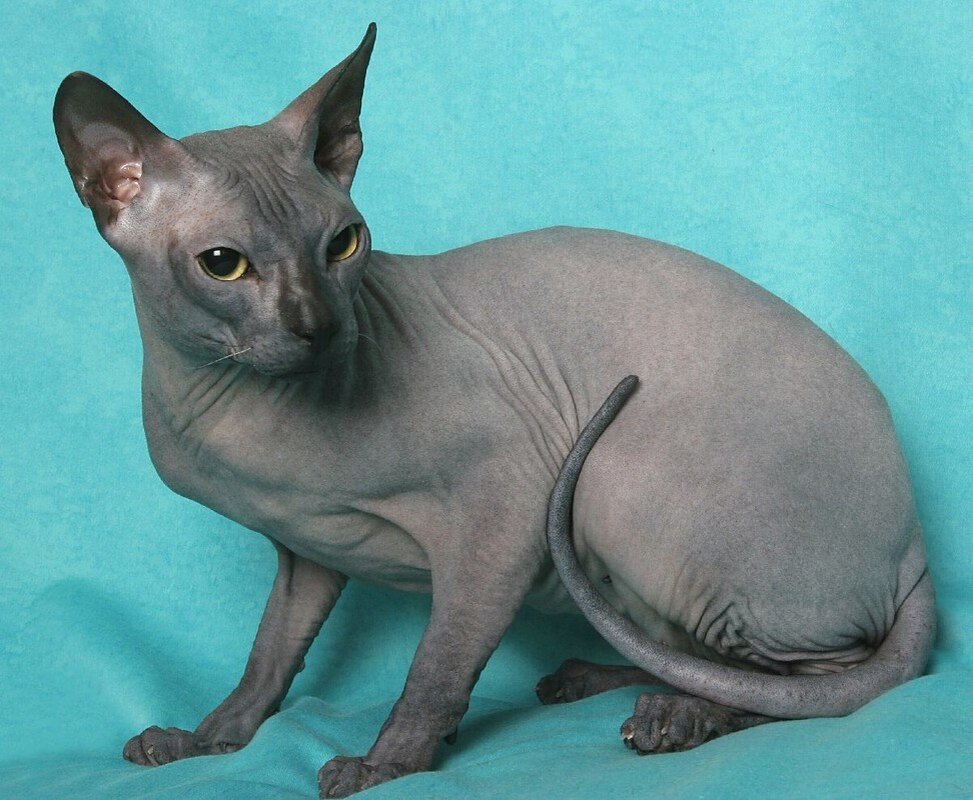 Картинка из сети интернет