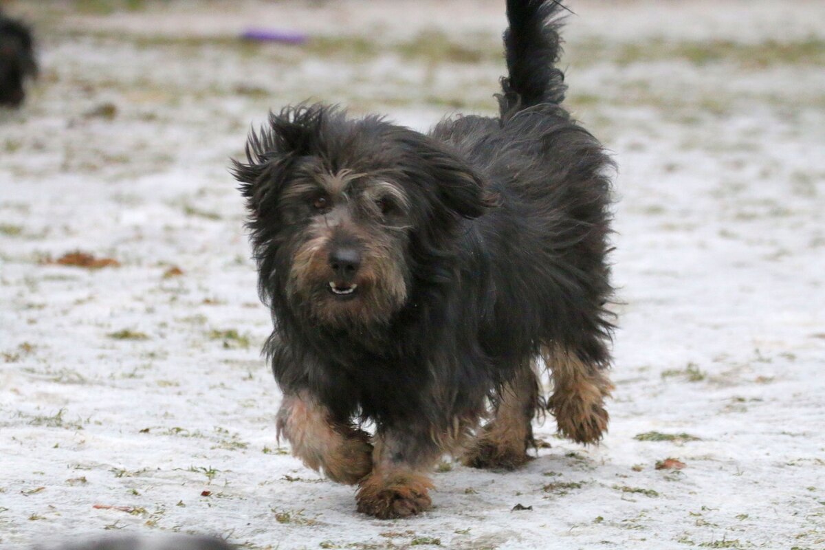 Боб - выпускник Банды Дворян