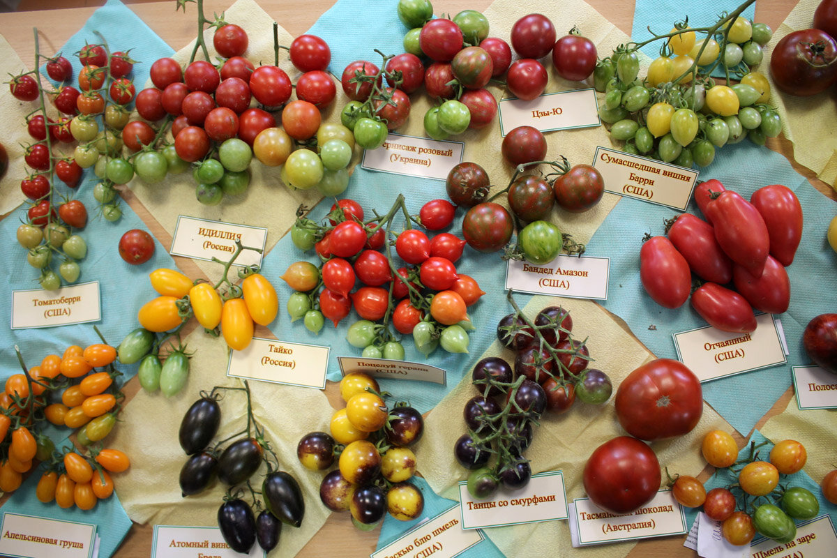 Кистевидные сорта с различной окраской