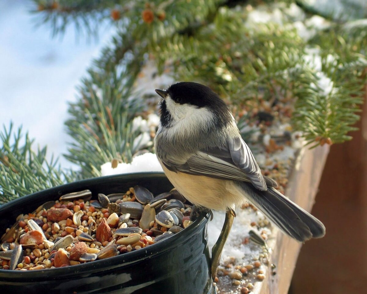 Кормили девушек соек вроде бы. Кормили девушек соек вроде бы. Кормили девушек соек вроде бы. Снегири на кормушке зимой. Feed birds.