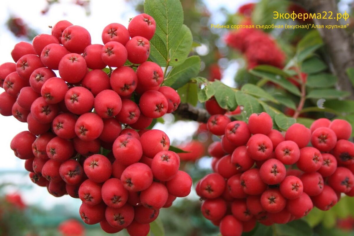 Рябина съедобная сортовая Алая крупная