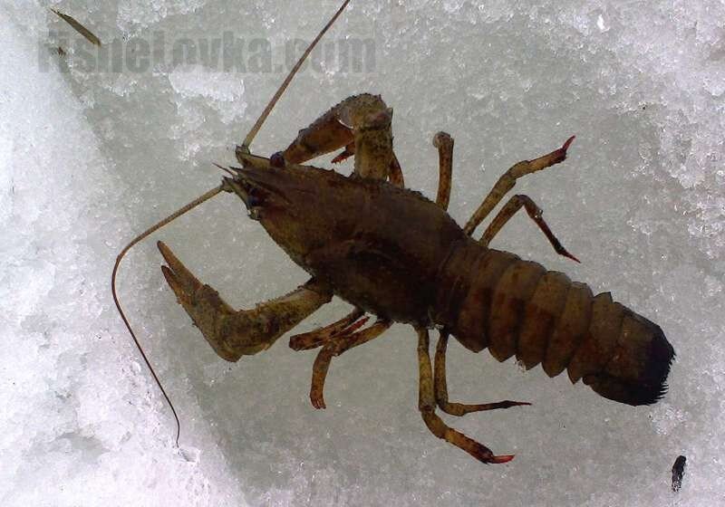 Ловля раков зимой, вопреки мнению большинства, является весьма успешным мероприятием. Из-подо льда нередко можно добыть весомый улов в виде крупных упитанных особей. В таких экземплярах больше сытного мяса, которое считается очень вкусным и нравится многим любителям хорошо поесть.