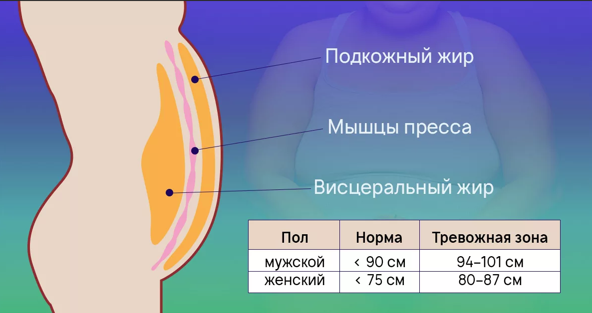 В норме находится в. Подкожный и висцеральный жир. Уровень висцерального жира. Подкожный, висцеральный жир на животе.