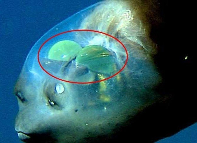 Красным выделены глаза 