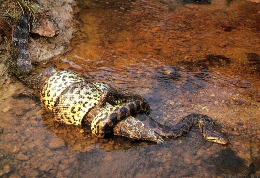 Крокодилы едят змей. Анаконда проглотила каймана.