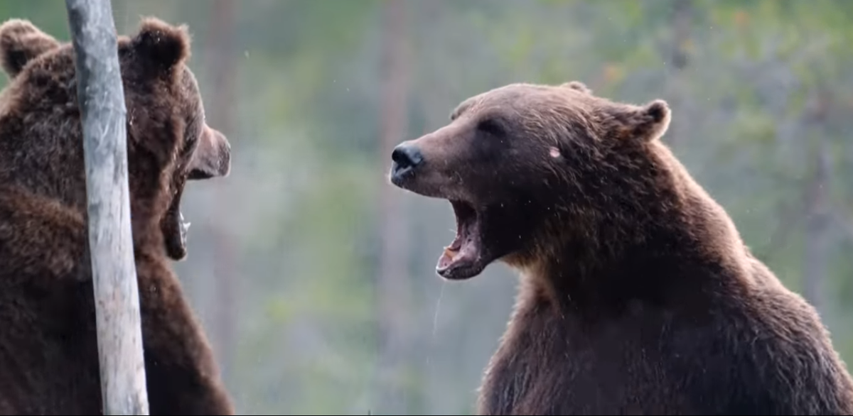 Дорогие друзья подписывайтесь на мой канал,ставьте лайки и оставляйте комментарии
