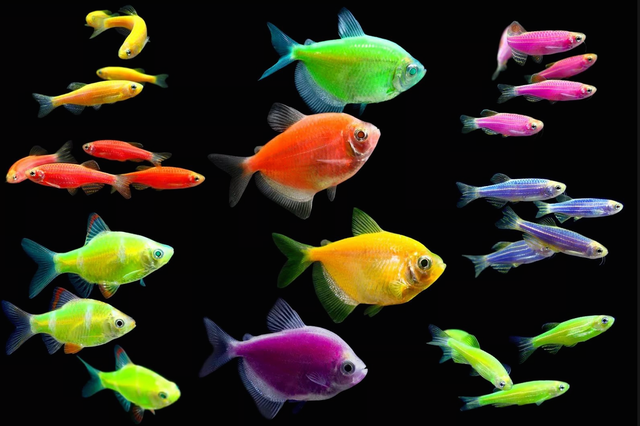 Флуоресцентная рыбка GloFish стала первым коммерциализированным ГМ животным. Сперва была зеленая рыба-зебра, но сегодня можно приобрести сиамскую боевую, тетру, данио и не только, к тому же разных цветов.