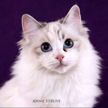 А вот фото кошечки, благодаря которой я влюбилась в эту породу! 