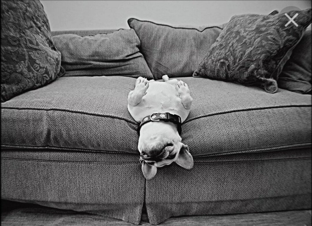 Как этот пёсик