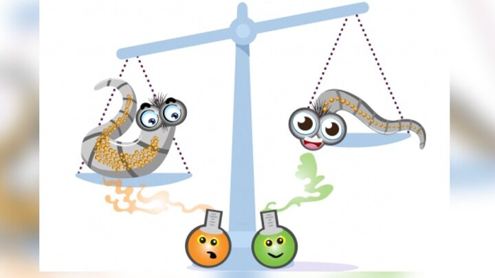 Запахи, ощущаемые червями вида C. elegans, влияют на их жировой обмен.Иллюстрация Marzia Savini/Dr. Meng Wang lab.