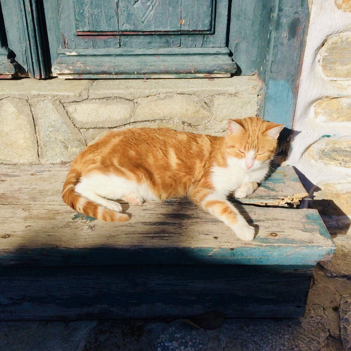 Греческие коты