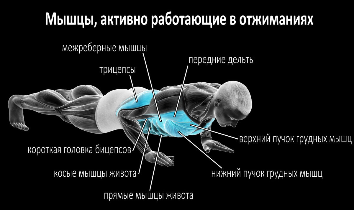 Учёные установили точное количество отжиманий для укрепления здоровья! |  ЮЛЬКИН ДОМ | Дзен