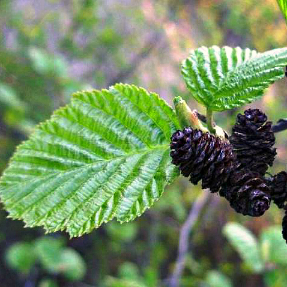 Осина лиственное растение. Ольха черная (Alnus glutinosa). Ольха серая Alnus incana. Ольха черная клейкая. Ольха манчжурская.