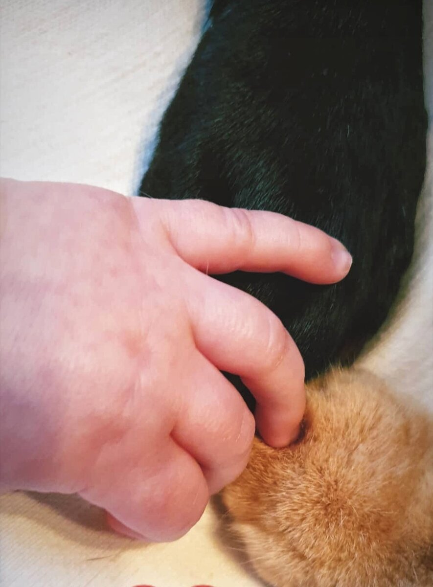 Лев, Соня, Тима