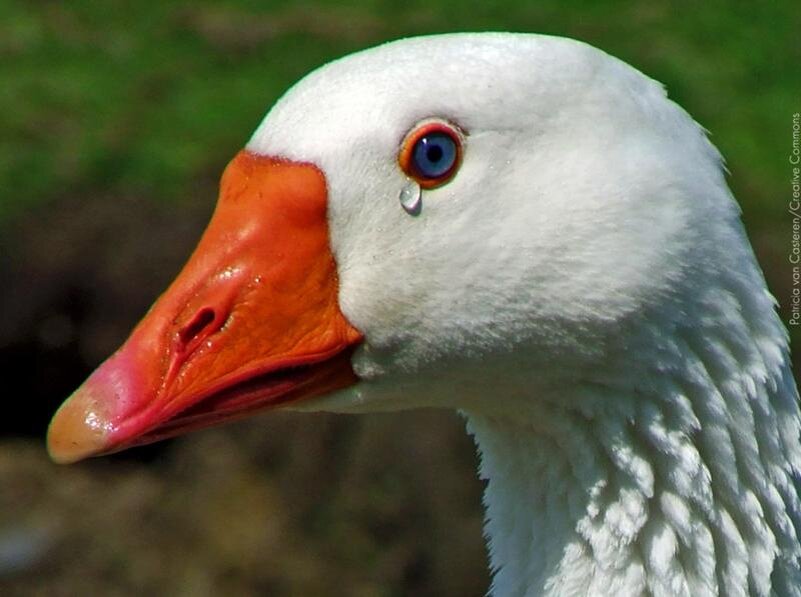 скупая мужская слеза((