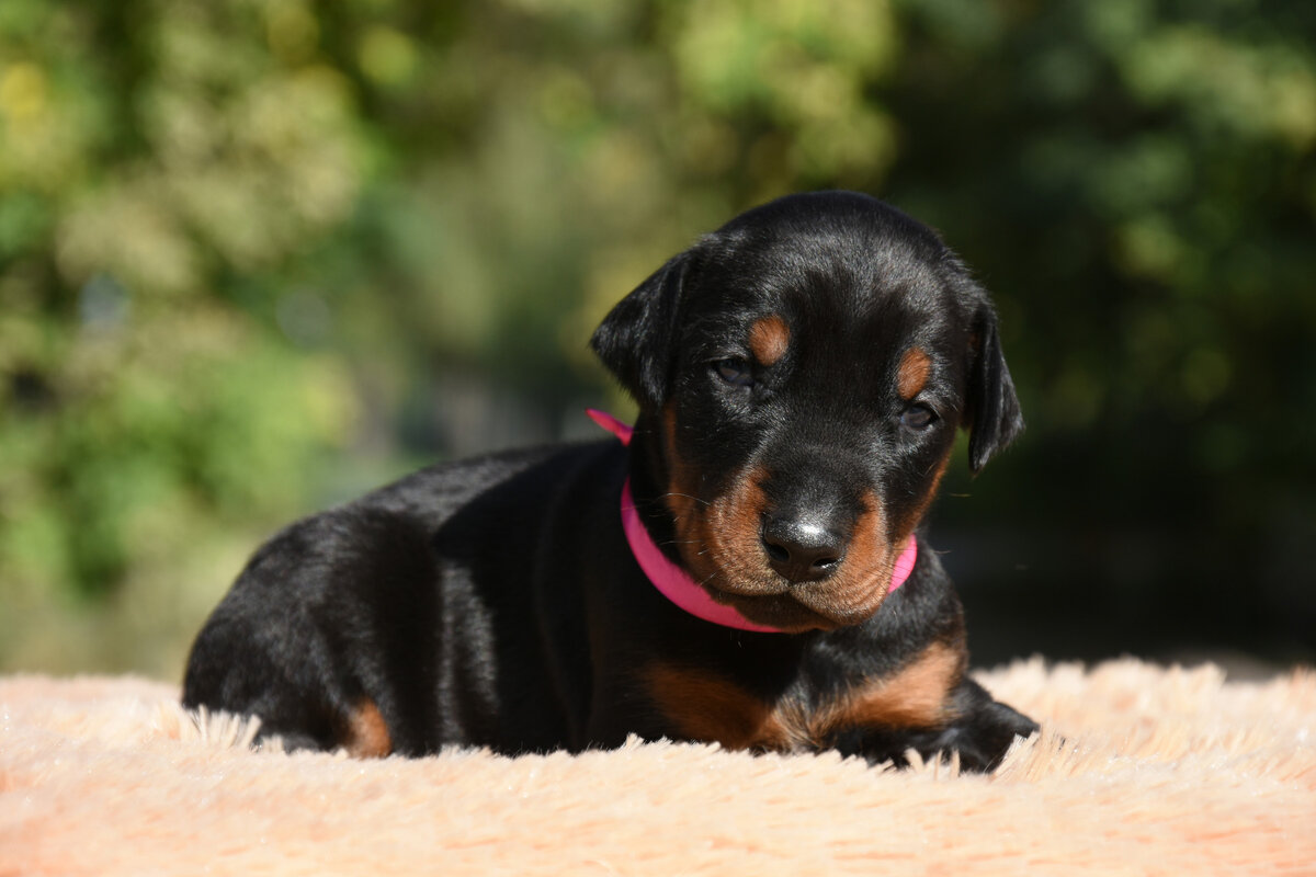 Щенкам 20 дней отроду