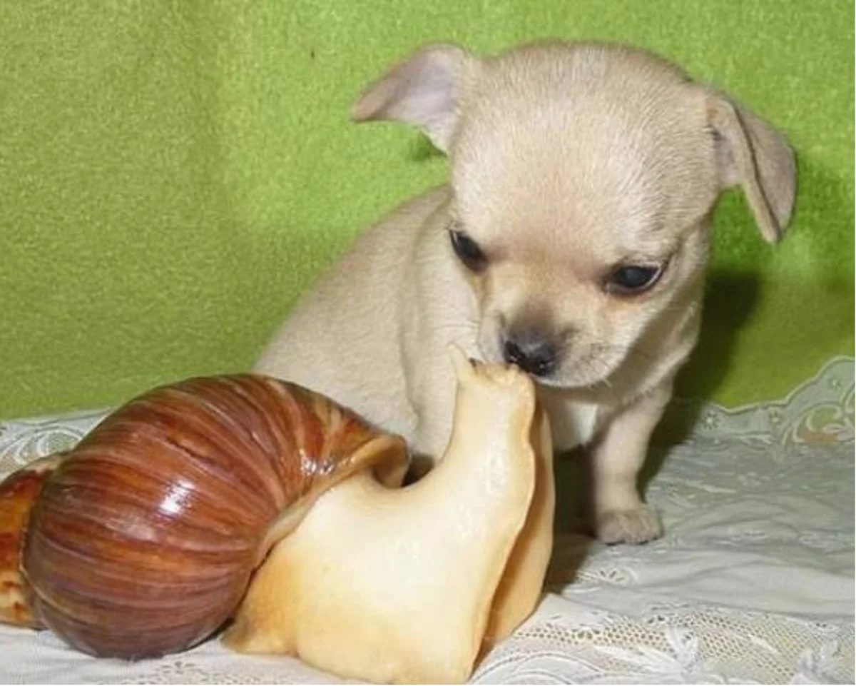 собака и черепаха. собака улитки. улитка и щенок. собака улитки. собака с улиткой на голове.