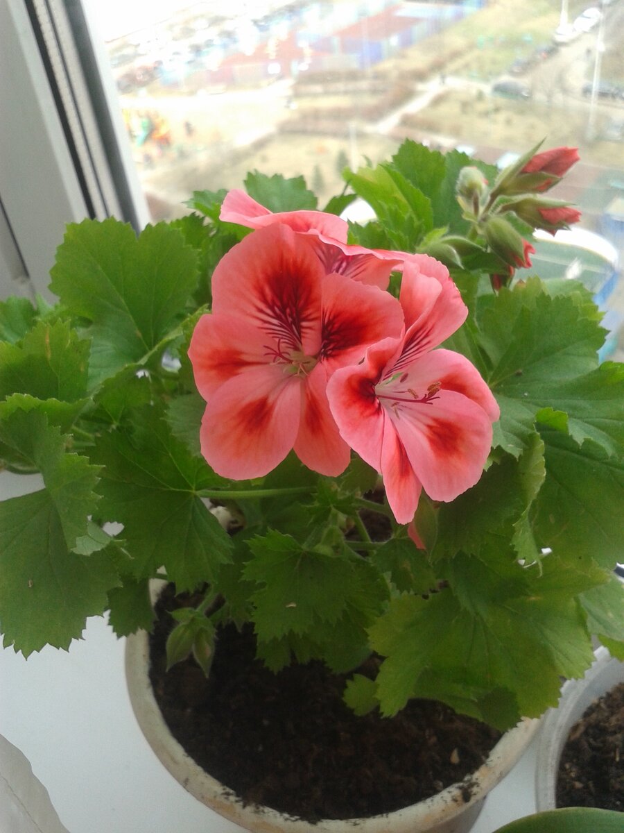 Королевская. Большие листья с характерным зубчатым краем. Слегка опушенные.  Эти листья крупнее, чем у других пеларгоний.