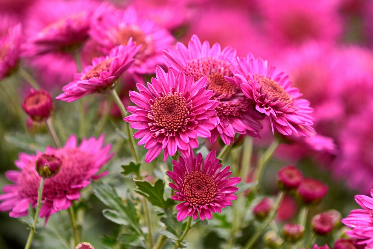 Хризантема «Крымская звездочка» // Фото: Никитский ботанический сад / Юрий Югансон