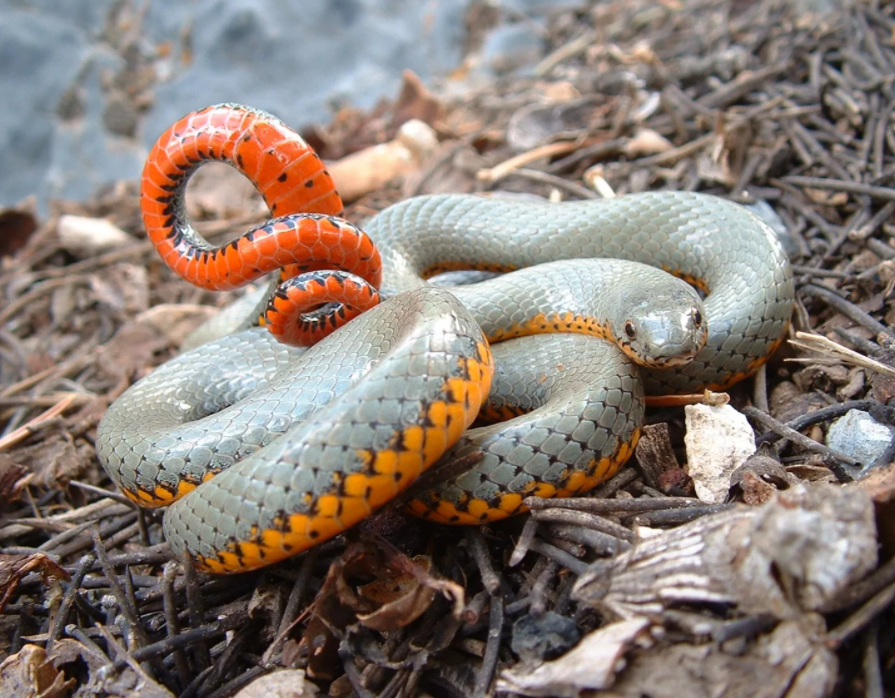  Ядовитые пользуются ядом в первую очередь для охоты (чтобы убить жертву), а не для самозащиты. Яд некоторых видов достаточно силён, чтобы убить человека. Неядовитые змеи либо заглатывают добычу живьём (ужи), либо предварительно убивают (удушают) её (полозы, удавы).