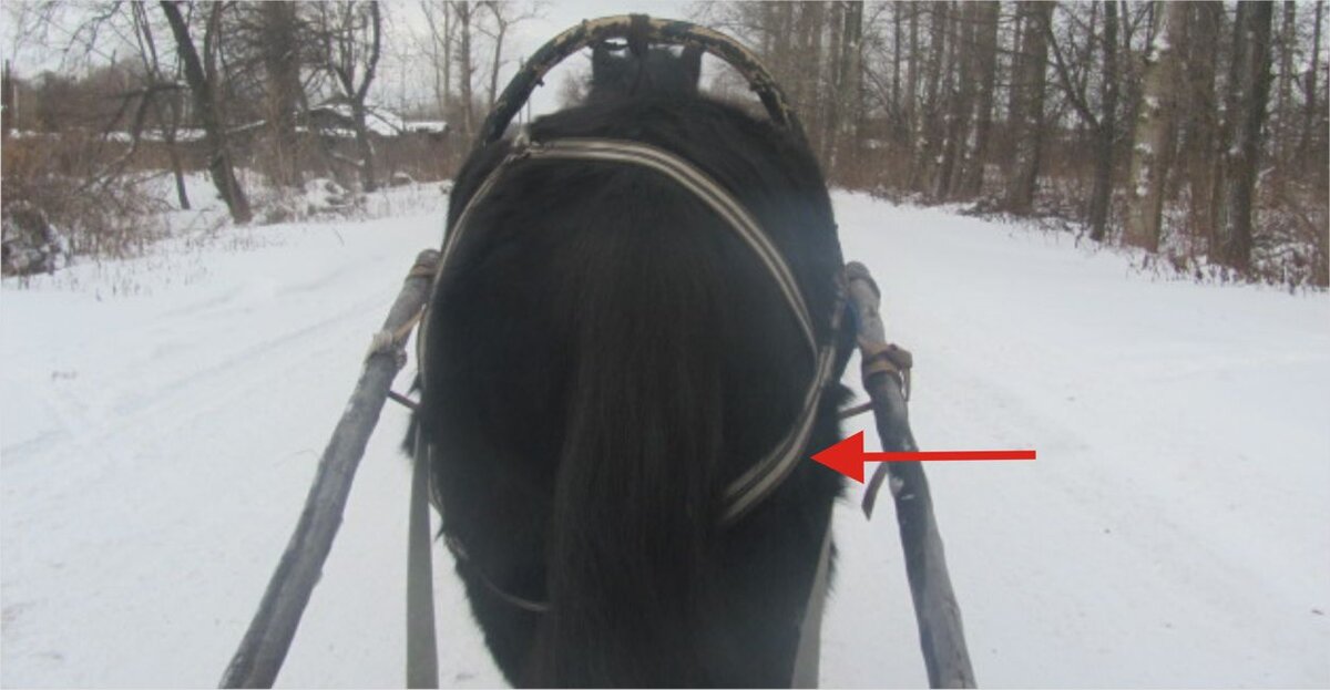 Это шлея (немного перекосилась на ходу). Фото автора