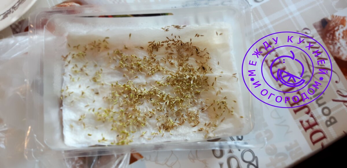 Пророс салат Кучерявец Одесский.