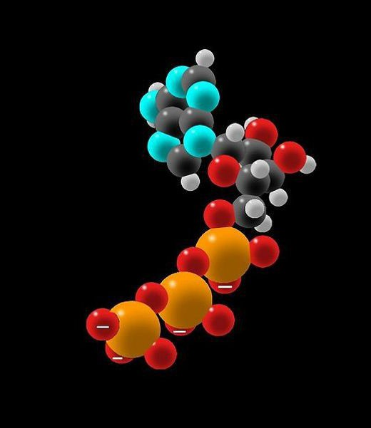 Молекула АТФ - универсальный источник энергии для человека