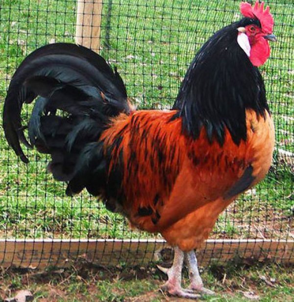 Фото из открытого источника. Петя-петушок