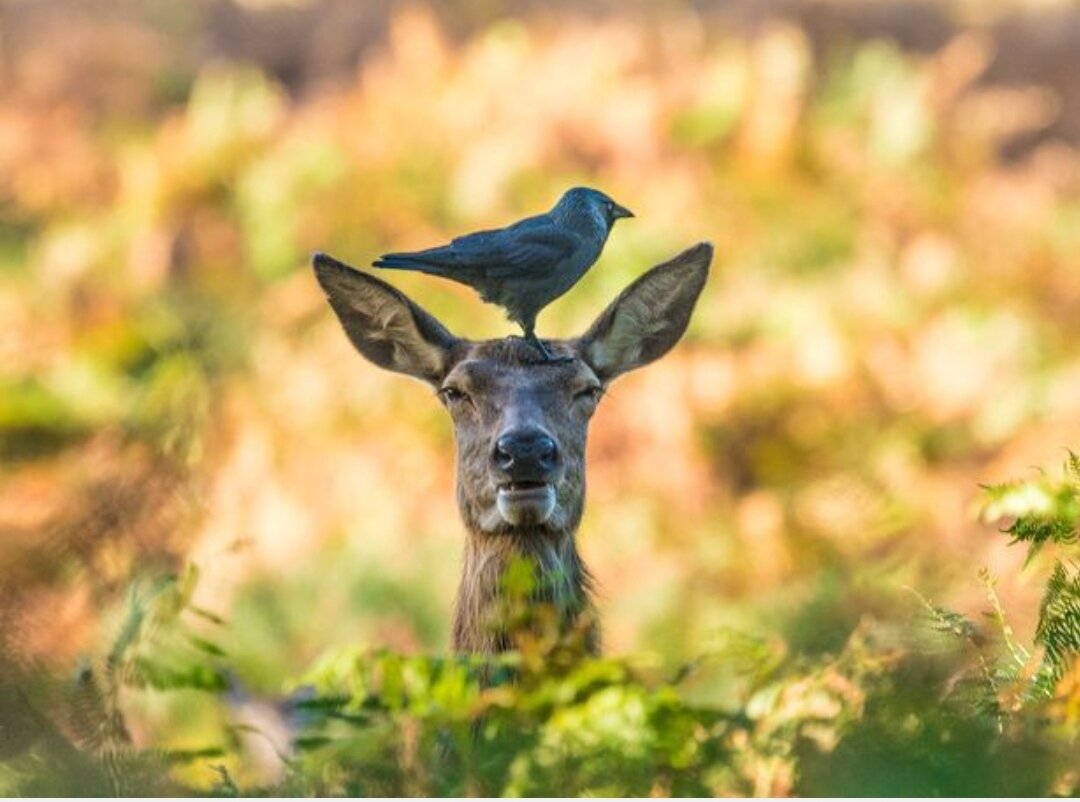 олень упал в открытый бассейн клиента, повредив крышку и порвав облицовку бассейна, в результате чего он начал протекать.