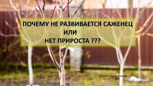 Почему не развивается саженец или нет прироста ???