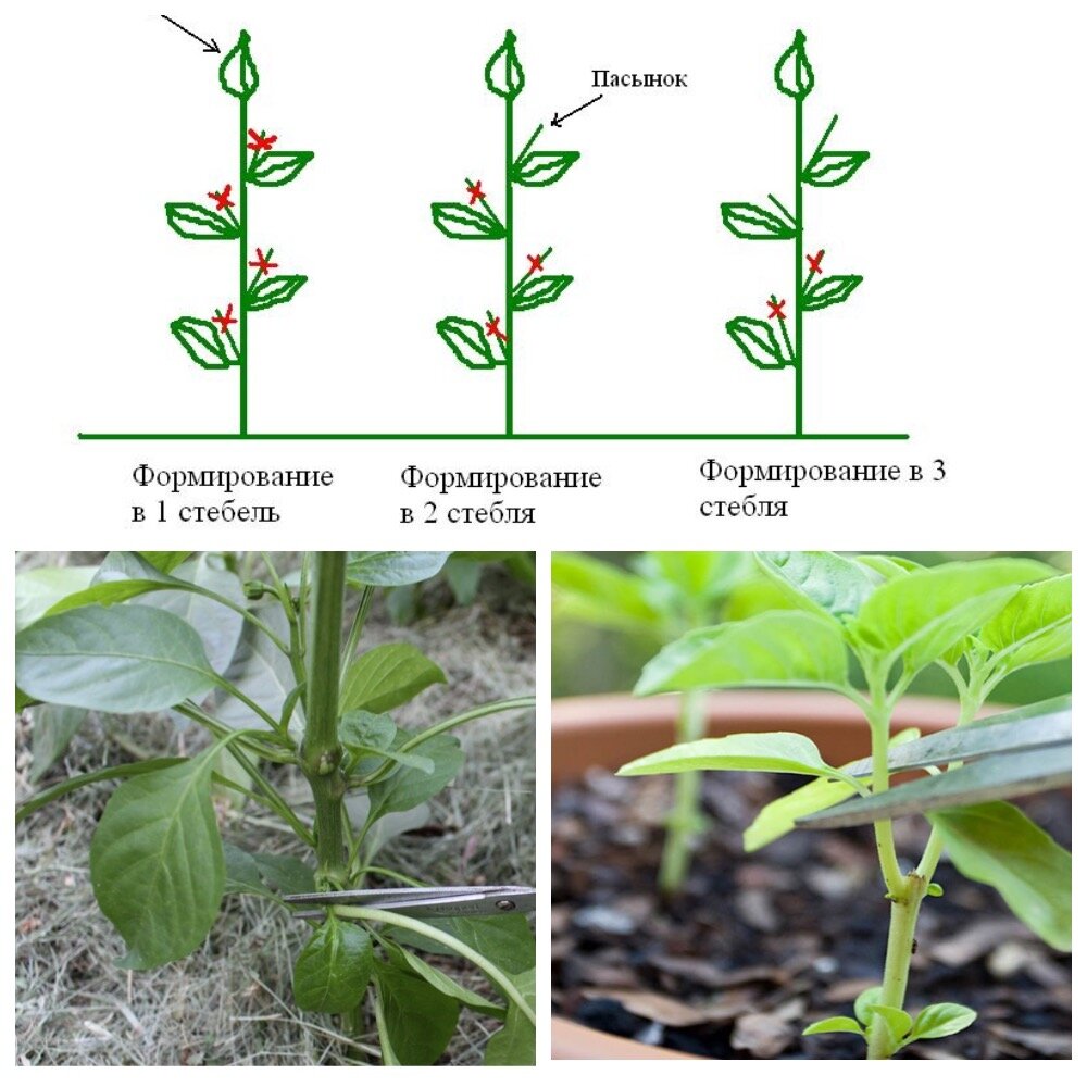 Как формировать перец в теплице пошаговое. Пасынкование перцев Мегатон. Пасынкование георгин. Пасынкование кукурузы. Пикировка окучивание пасынкование.