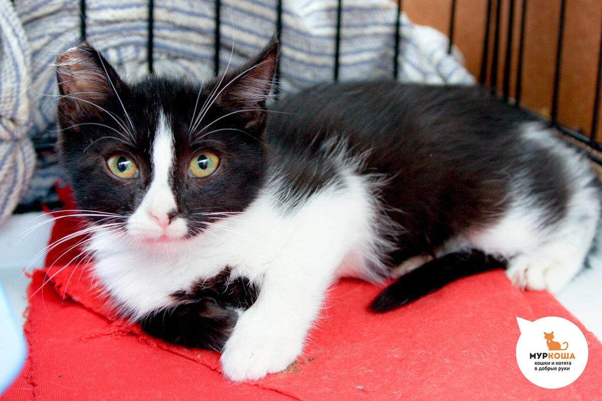 Нежная малышка Мяулодия.