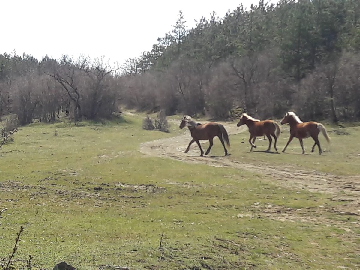 Дикие лошади в предгорьях Стара Планина