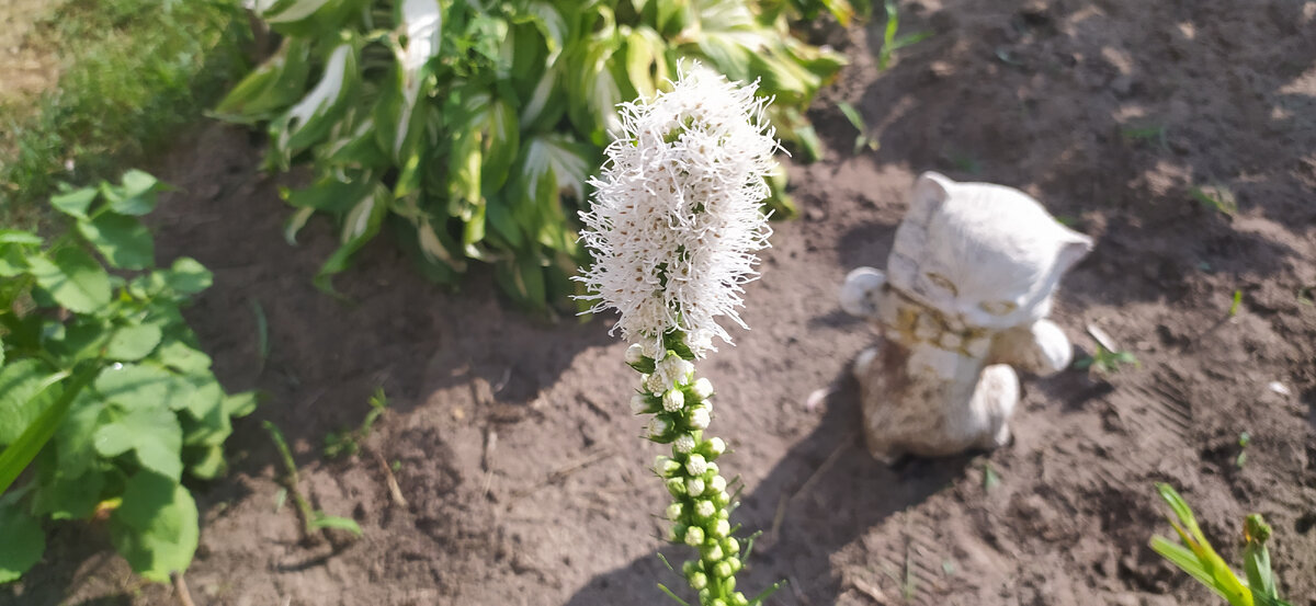 Лиатрис Альба.