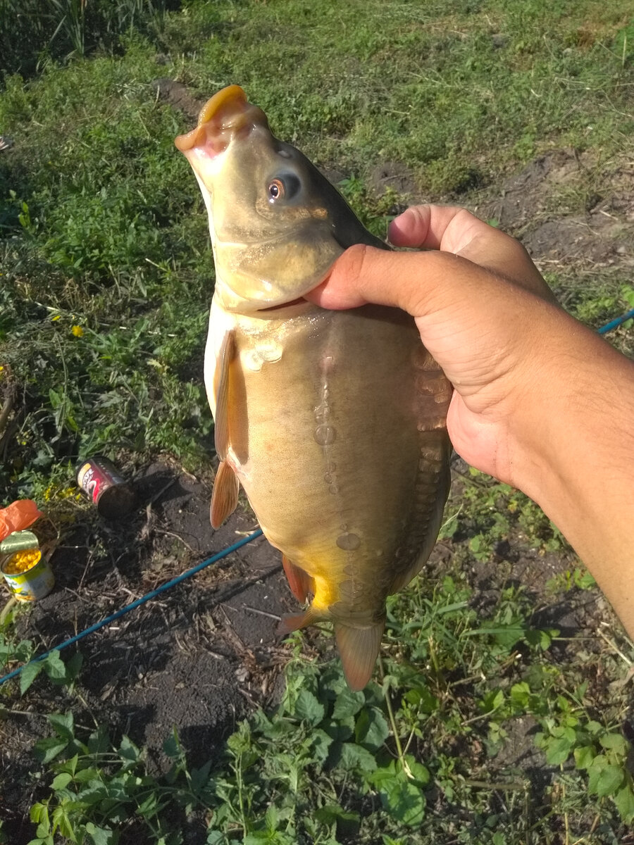 рыба карп зеркальный. рыбалку зеркальный карп. карп зеркальный улов. карп зеркальный. рыбалка на карпа.