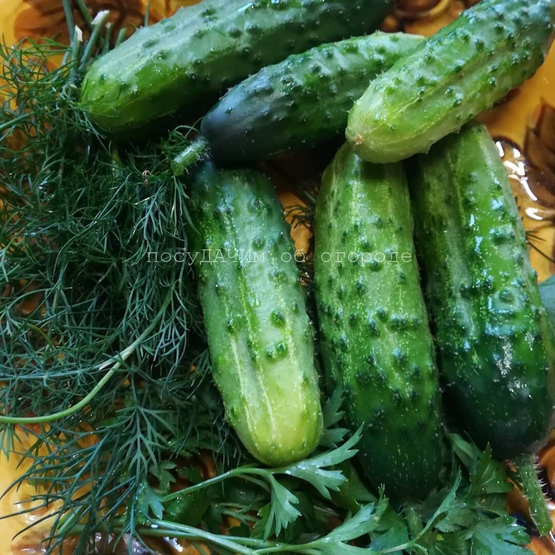 Урожай с моего "дерева"