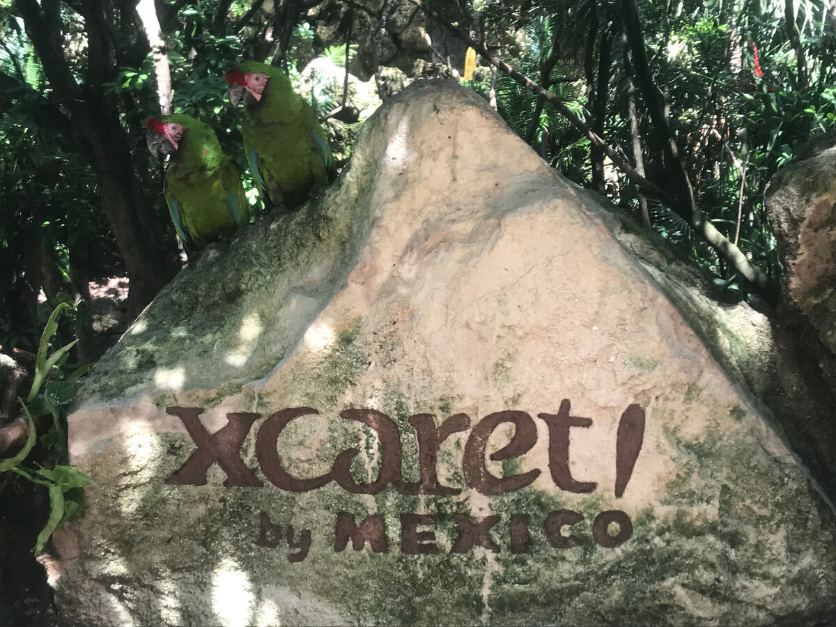 Попугайчики - повсюду!