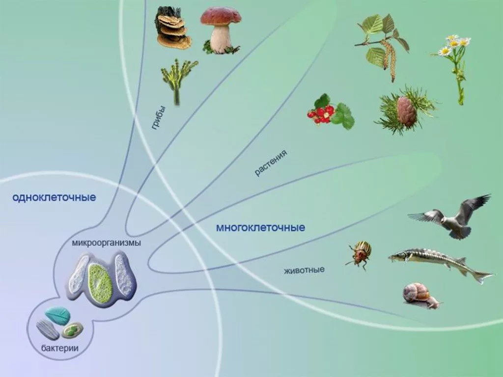 Царства живой природы одноклеточные и многоклеточные. Разнообразие живой природы. Разнообразие организмов. Одноклеточные живые организмы. Почему простейшие живые