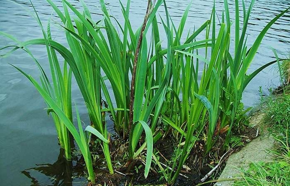 аир обыкновенный - acorus calamus, аир болотный (acorus calamus), аир болотный, ирный корень, acorus calamus l., аир обыкновенный корневища