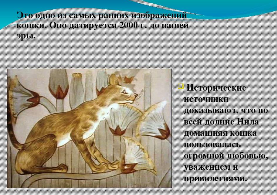 Кошка была приручена в древнем. Происхождение кошек. Первые кошки на земле. Предок домашней кошки. Самая первая кошка на земле.