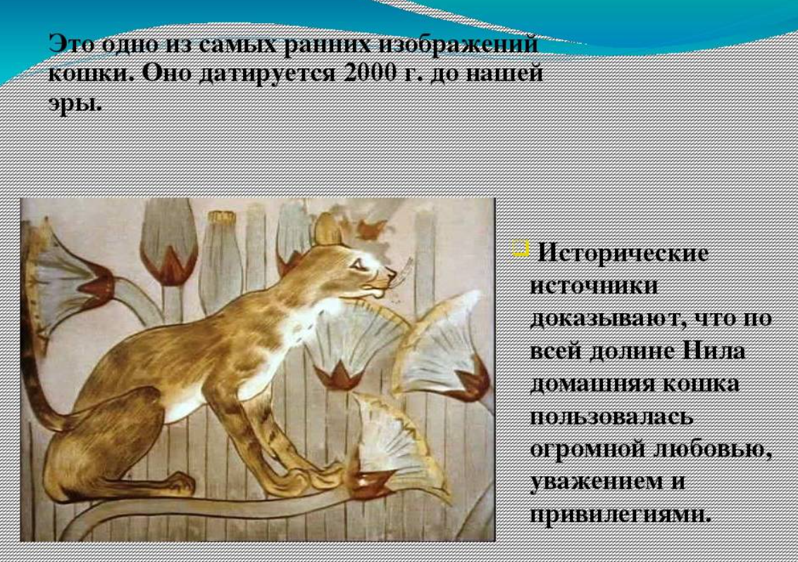 Кошачьи истории