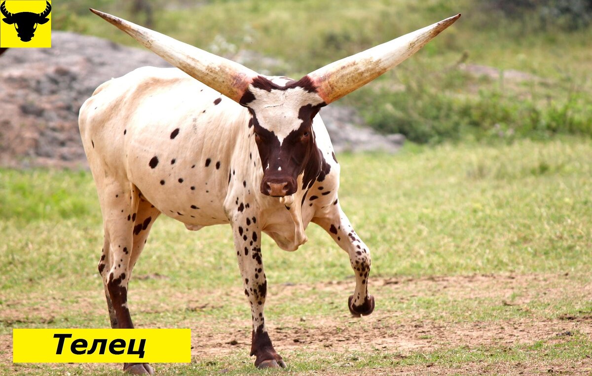 зодиакальный гороскоп знак зодиака телец после расставания