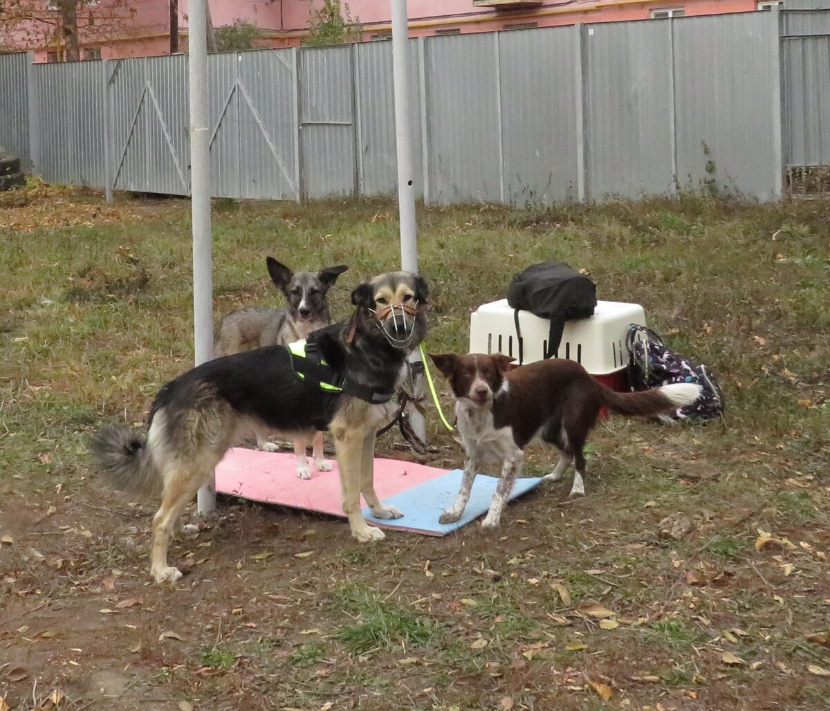 Собаки на аджилити в ожидании своих забегов. Крайняя правая - бордер колли, остальные  -метисы. И у меня нет фото их забегов, поскольку мы в тот день свои нолики отбегали и ушли, а эти собаки бегали квалификации, это серьезнее. И вполне неплохо бегали.