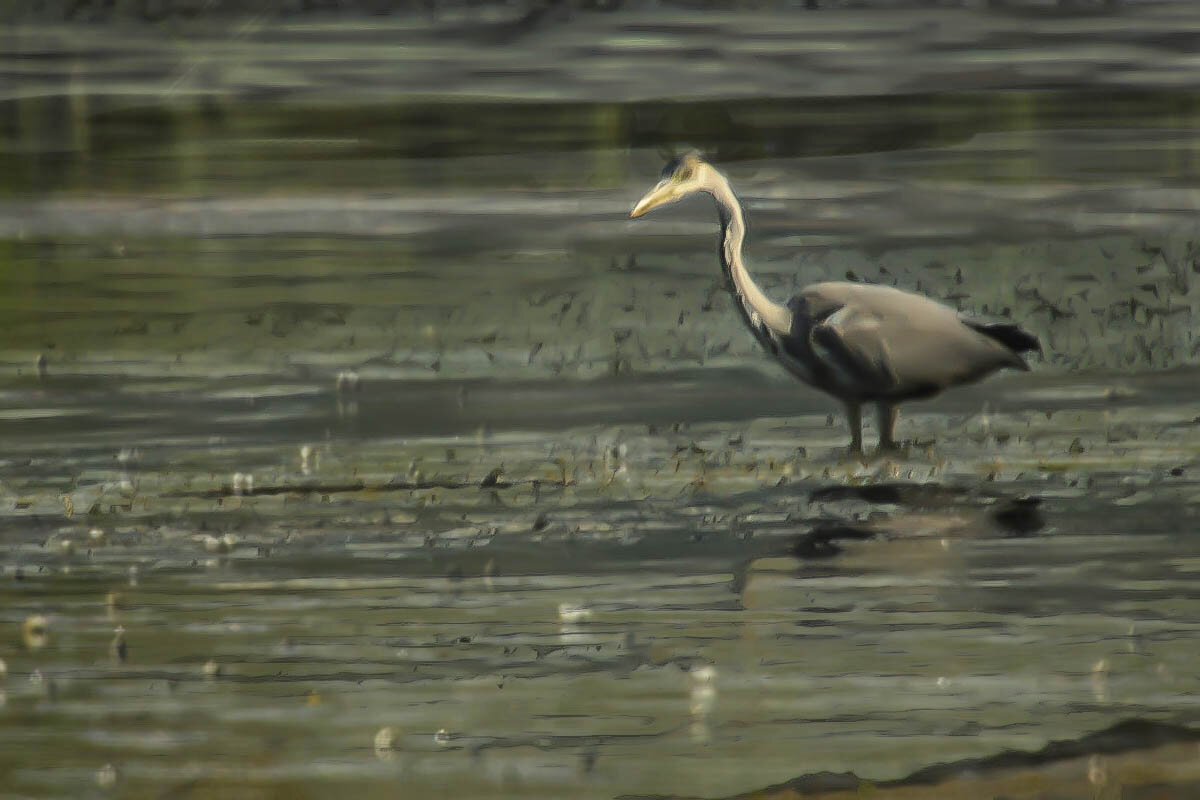 цапля устроилась для рыбалки