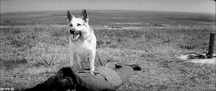 Мухтар схватил преступника.