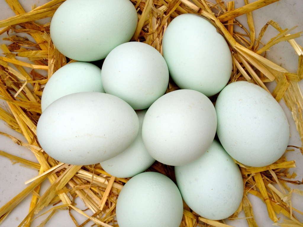 Купить мускусных яйца инкубационные яйца. Инкубационное яйцо утки. Утиные яйца. Яйца уток. Утка с яйцом.