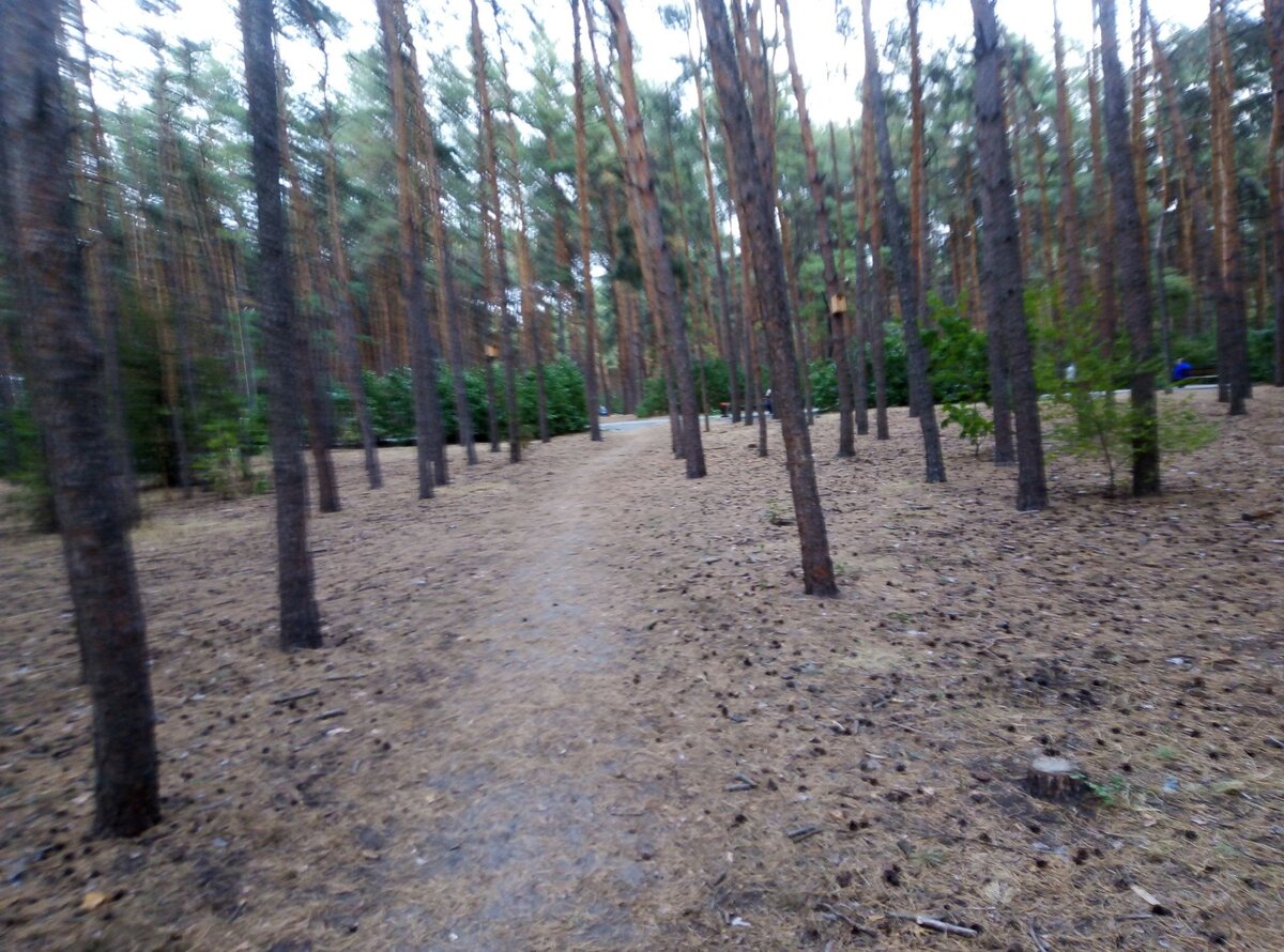 Тропинка от главной аллеи парка в лес.