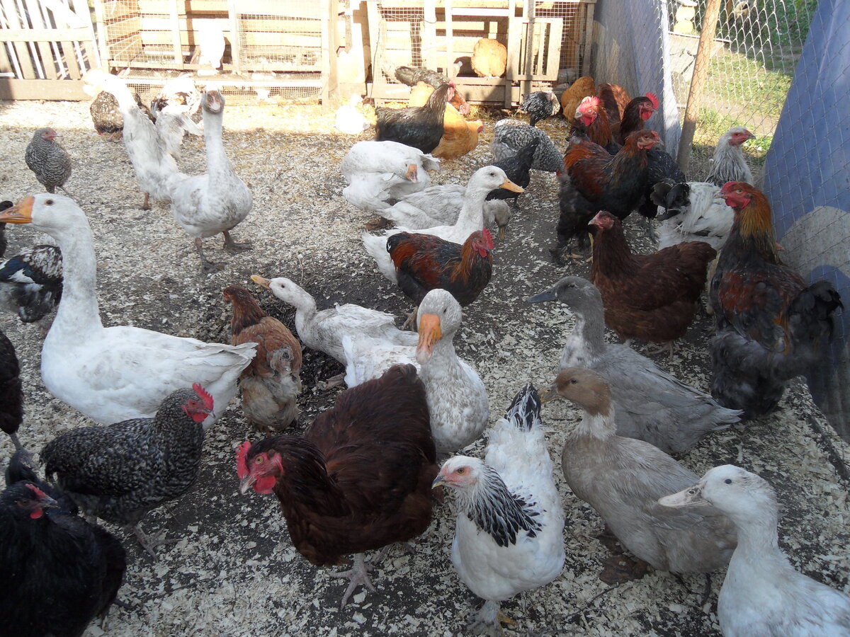 Вот такие они красотки))))