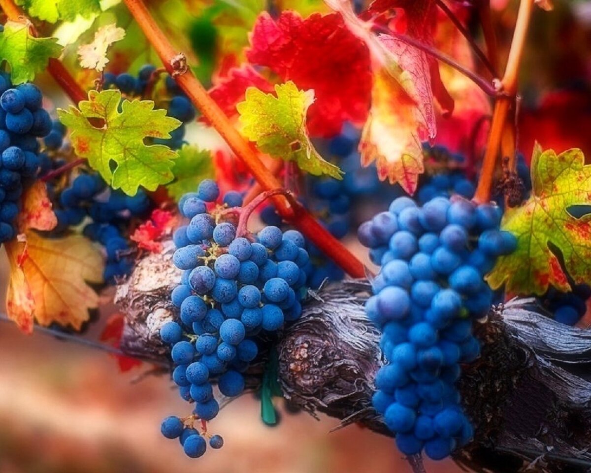 очень "вкусное" фото, согласитесь?