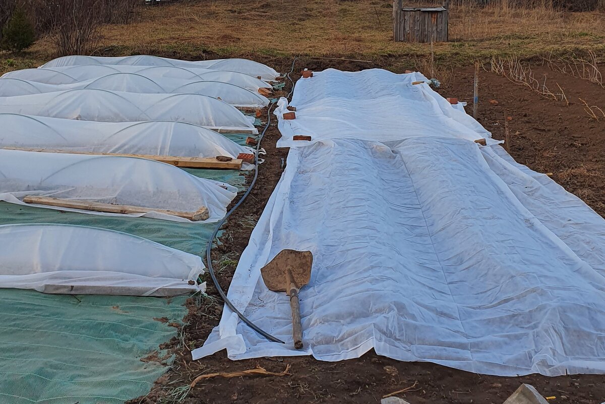 Весна) Укрытие от возвратных заморозков) И первые наметки капельного полива